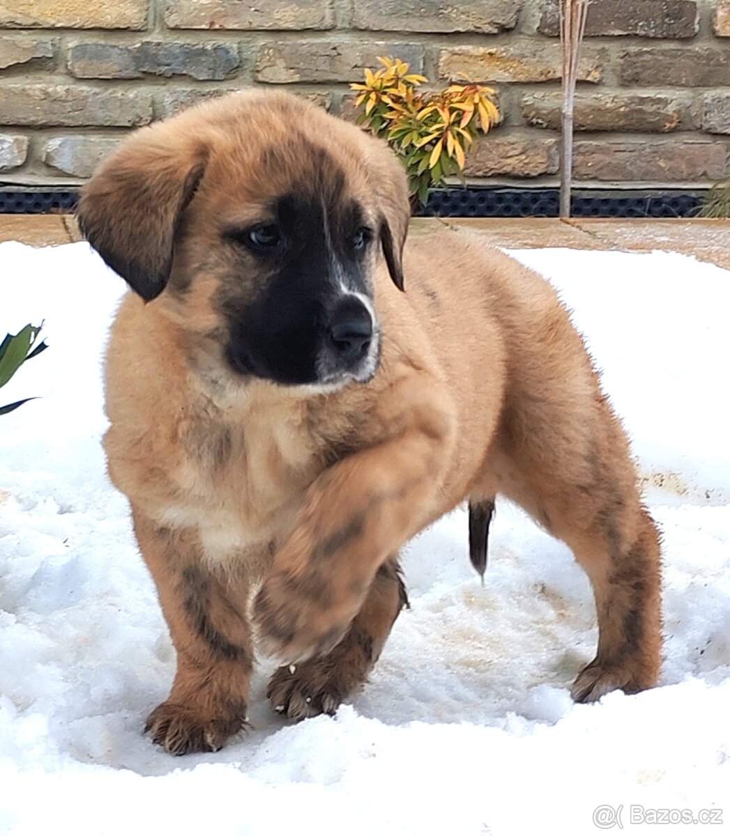 středoasijský pastevecký pes - 3