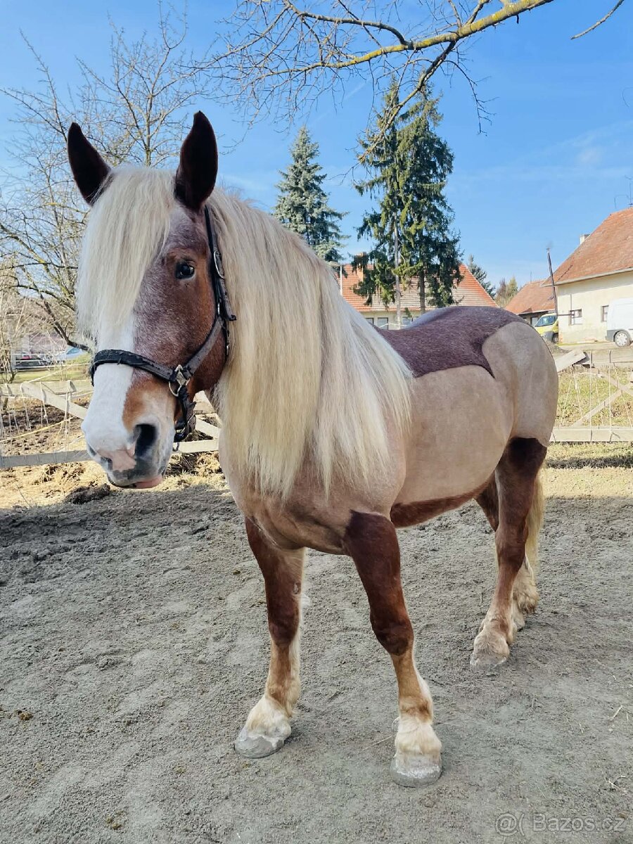 9 letá klisna ČMB - 3