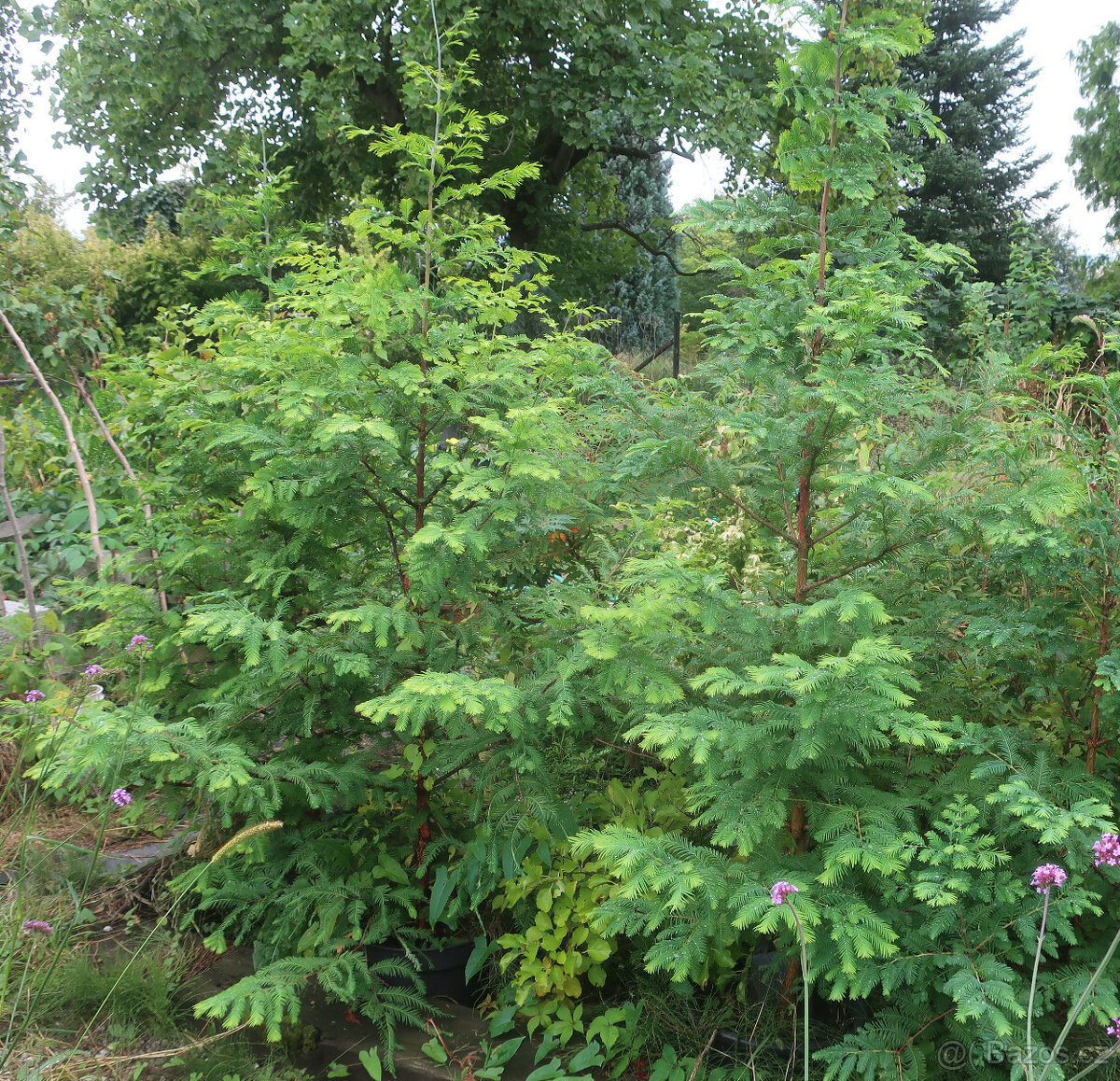 Prodám metasekvoje - 3