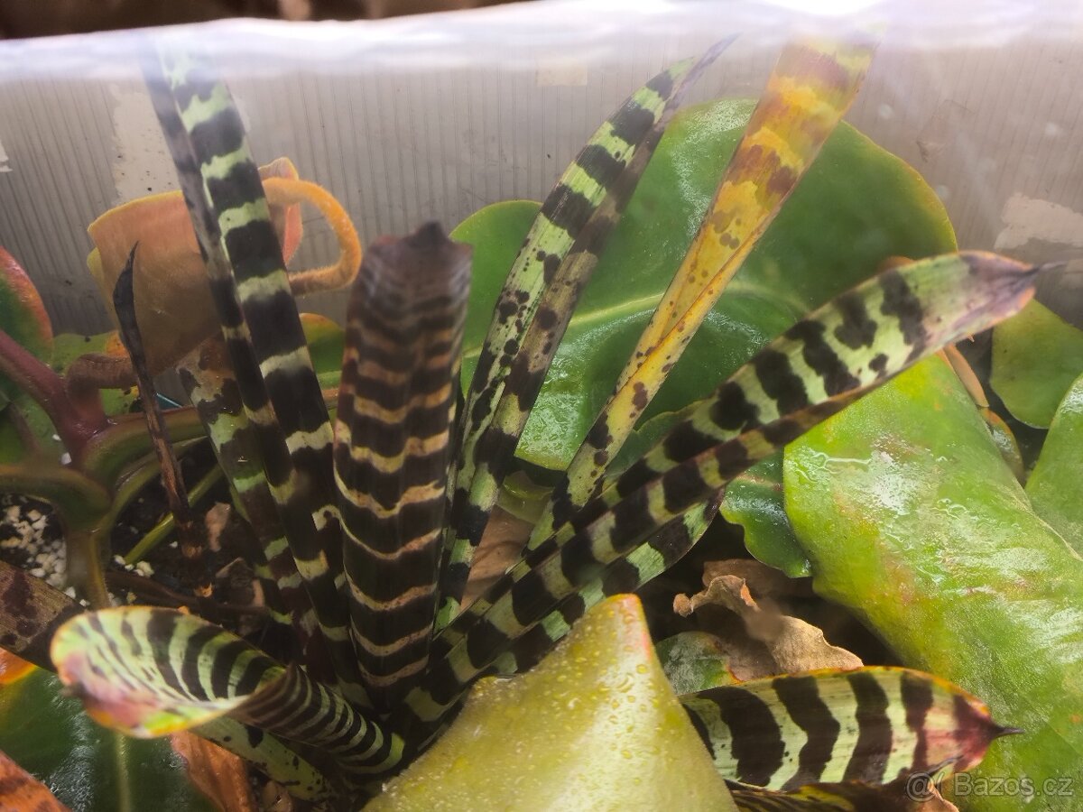 Krásné bromélie - 3