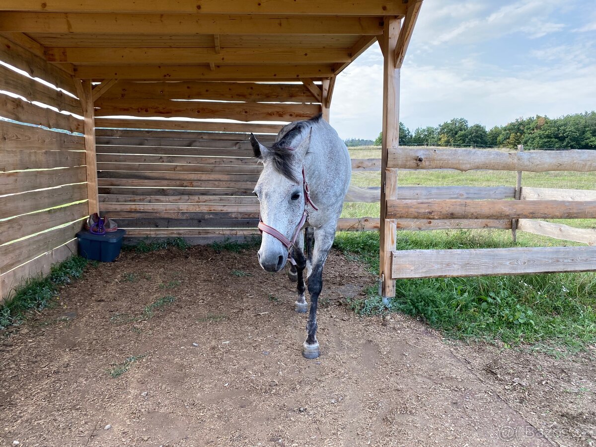 Pastevní ustájení na Masečíně - 3