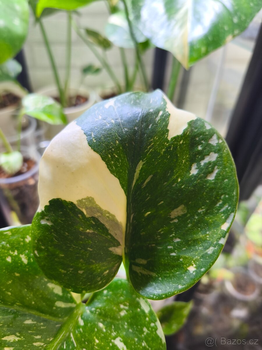 Monstera Thai Constalation - 3