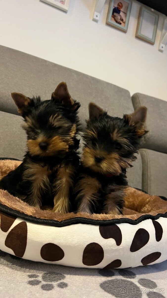 Yorkšírský terier - 3