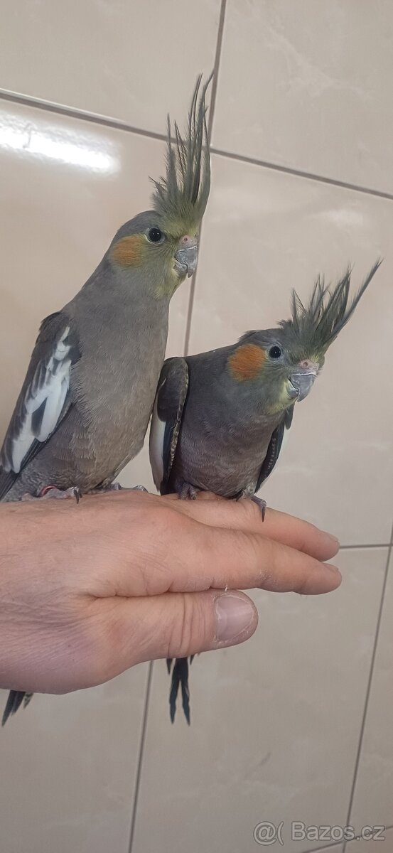 Ručně dokrmené výstavní korely, mládata. - 3