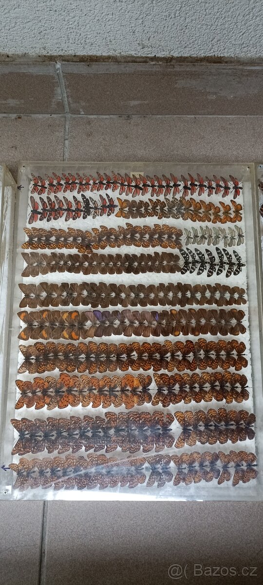 Prodám velikou sbírku motýlů - 3