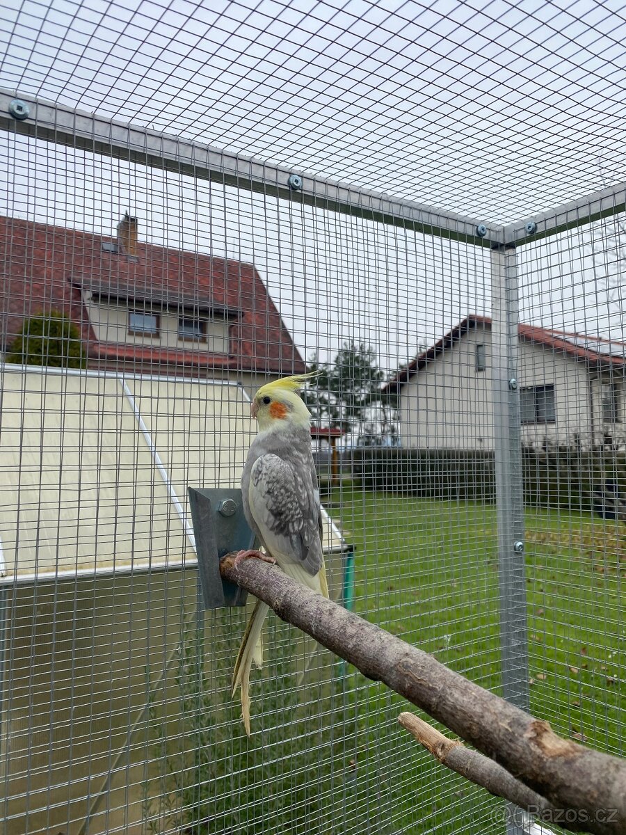 Korela chocholatá - 3