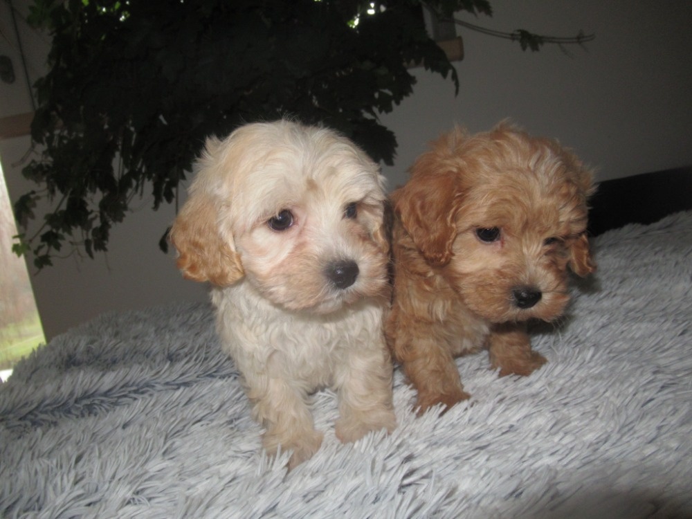 Maltipoo štěňátka - 3
