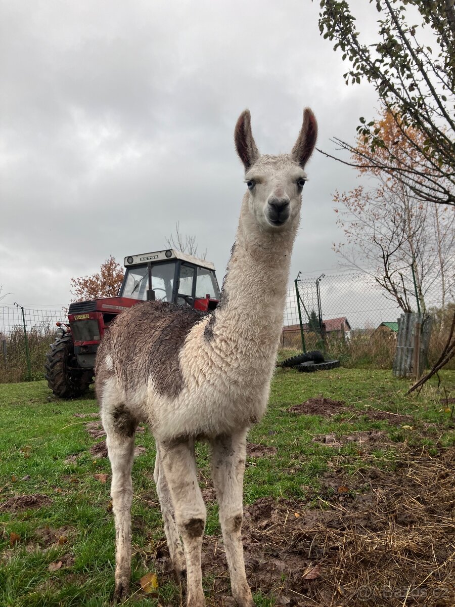 Lama krotká - 3