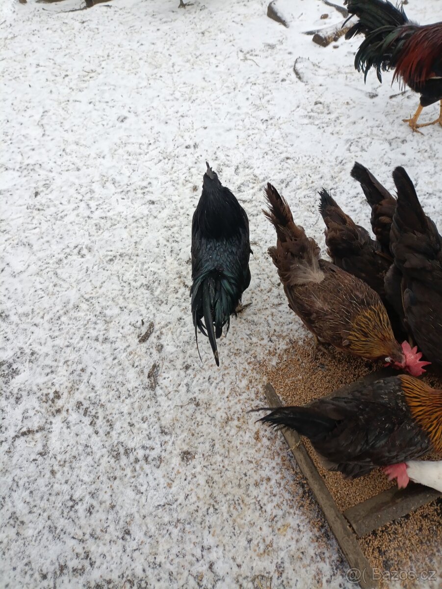 Kohouti ayam cemani - 3