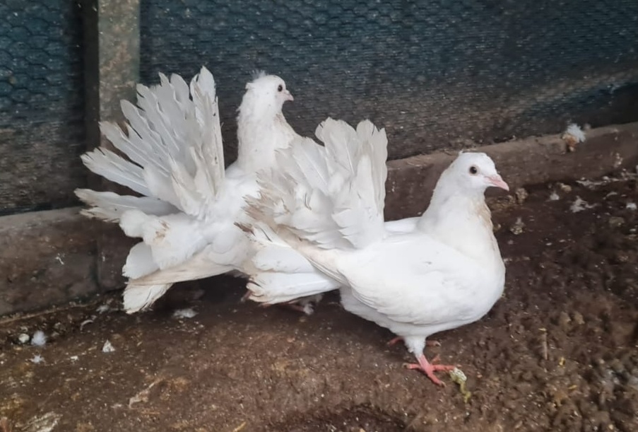 Holuby paviky - 3