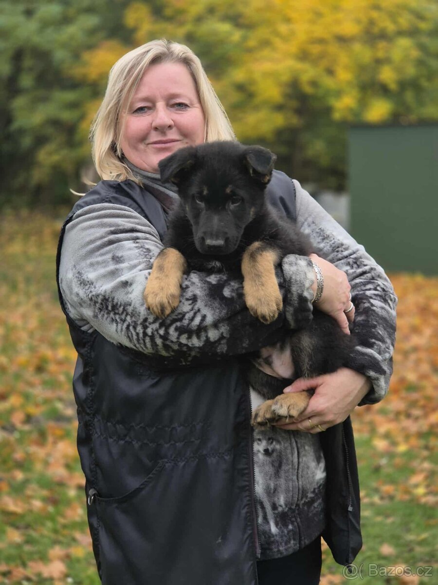 Německý ovčák s PP - 3