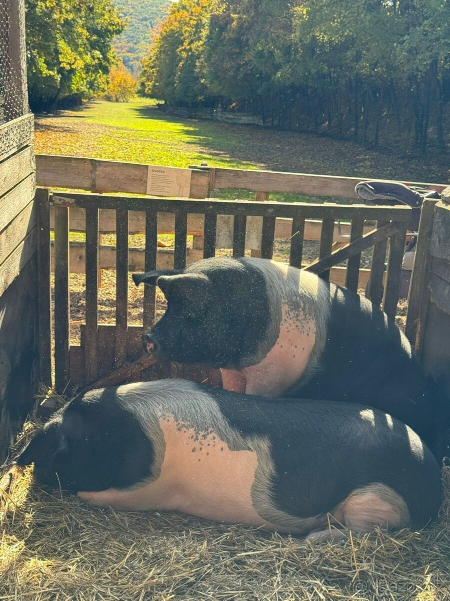 Přeštická prasata na prodej - 3