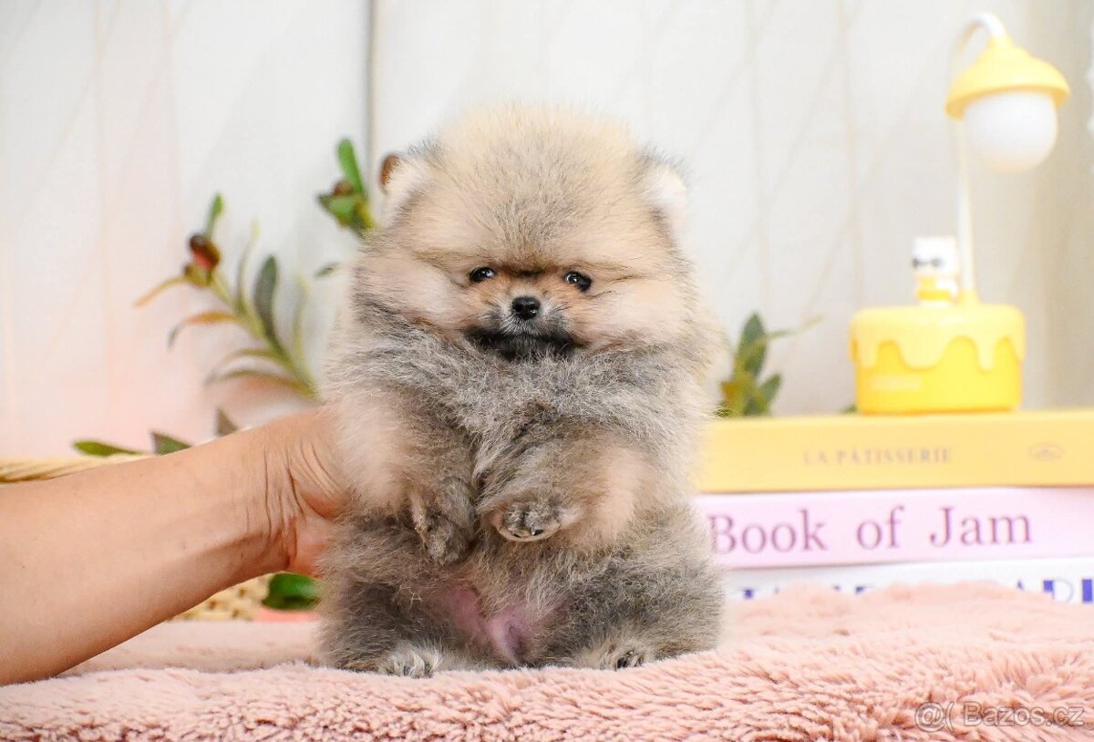 pomeranian boo - 3