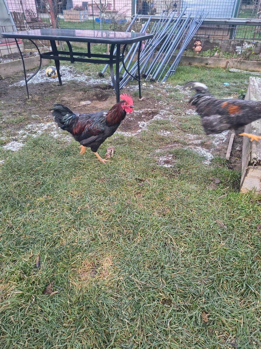 Kohouti 🐓 - 3