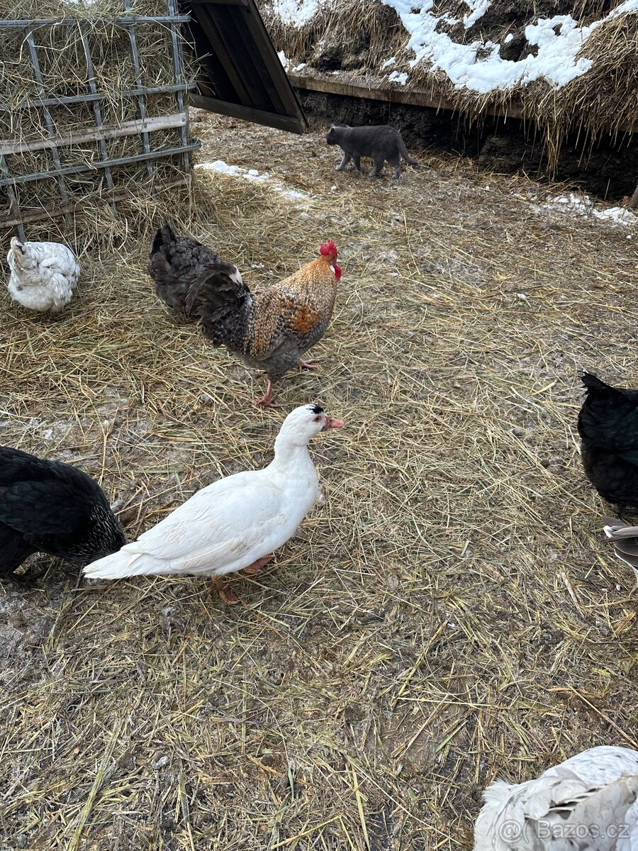 Kachna pižmová - 3