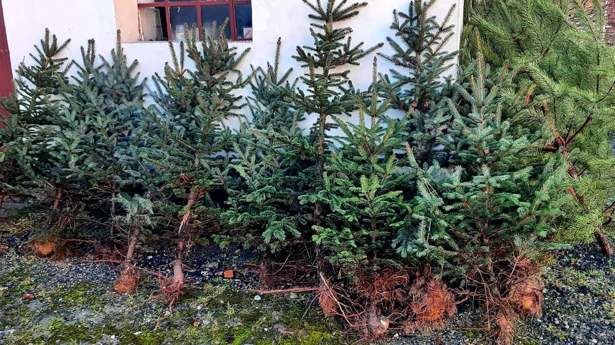 Vánoční stromky - 3