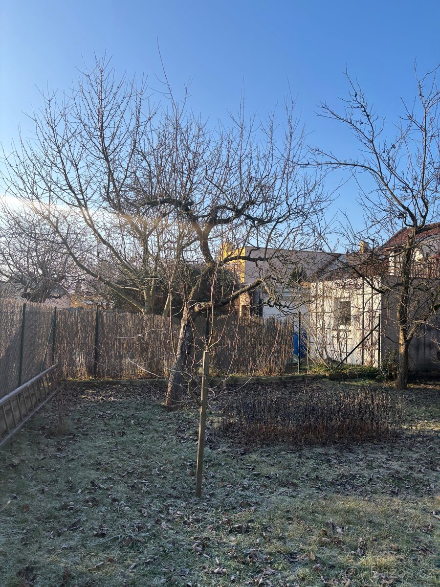 Ovocné stromy na dřevo k pokácení - 3