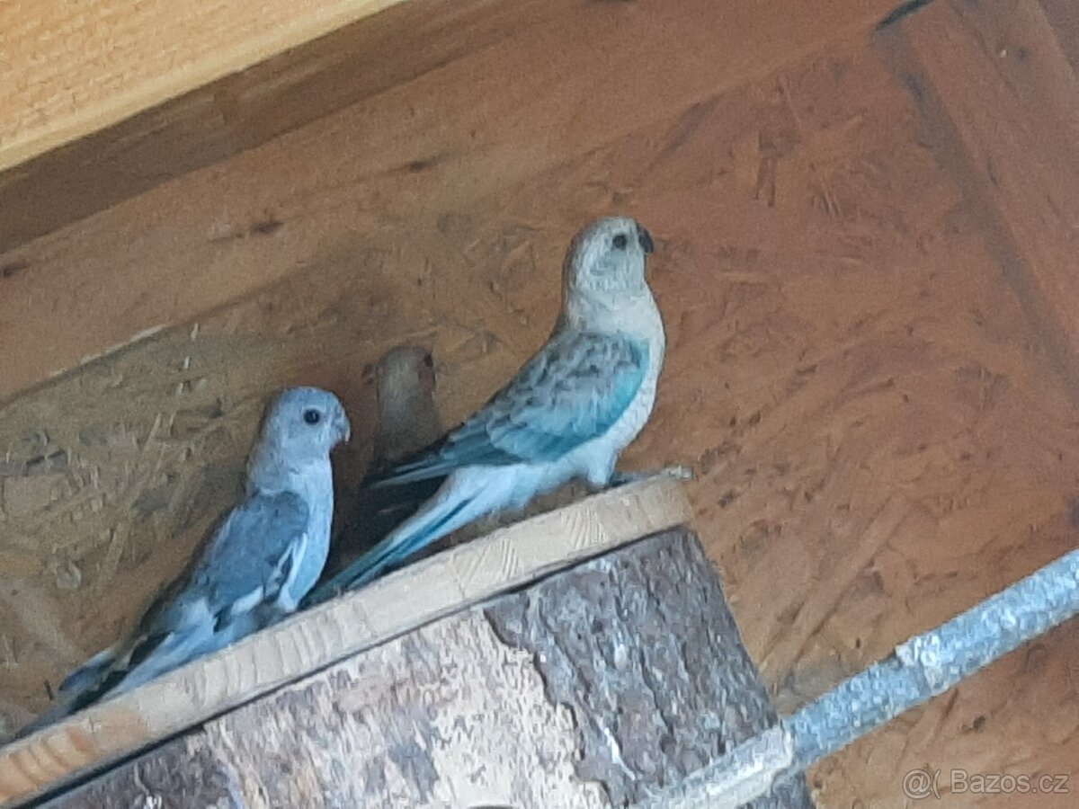 Papoušek zpěvavy - 3