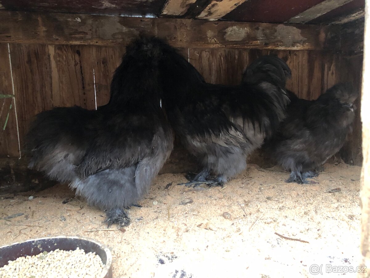 Kuřata hedvábničky velké vousaté. - 3