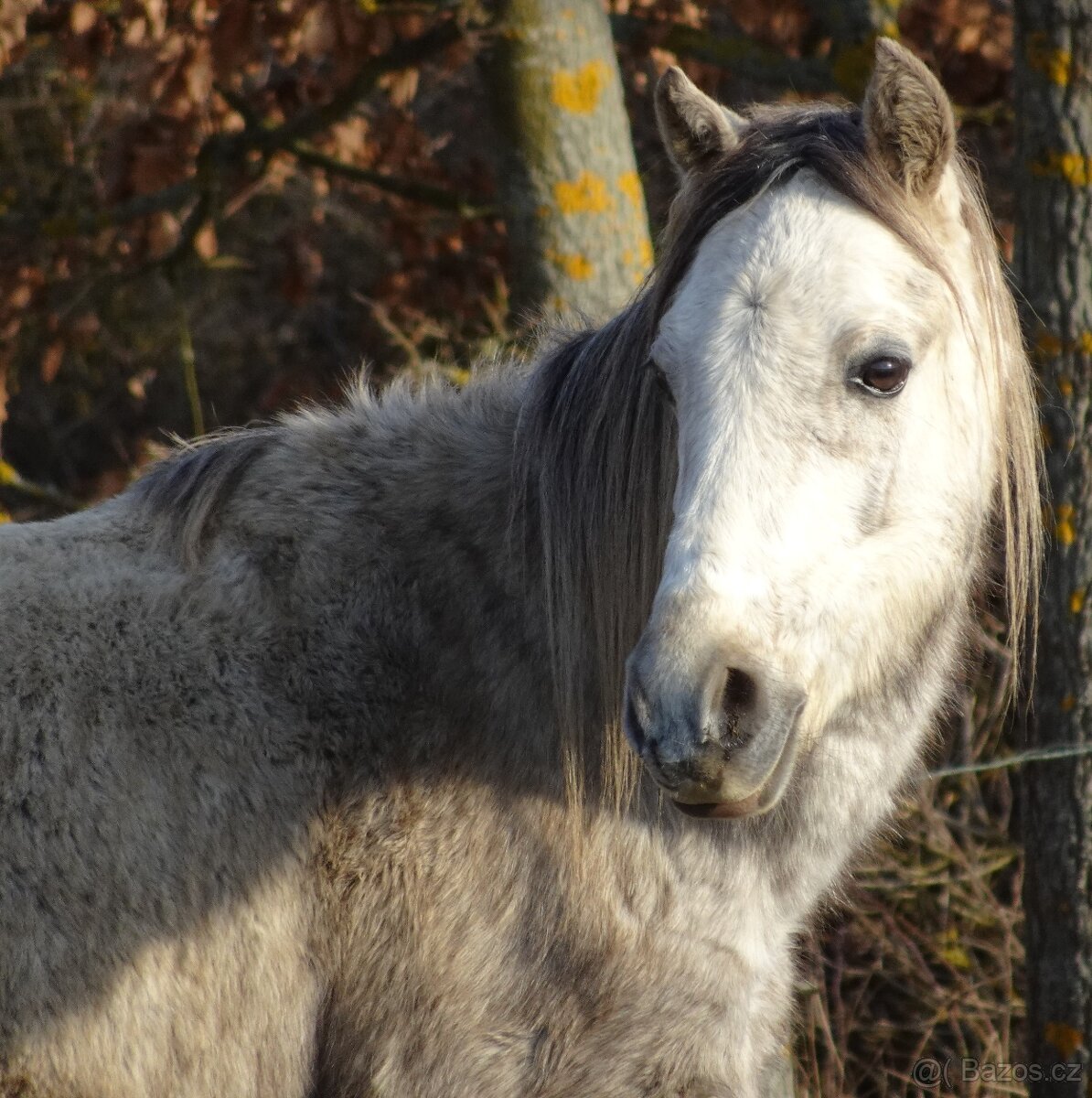 Prodám hřebce welsh pony, sekce B. - 3