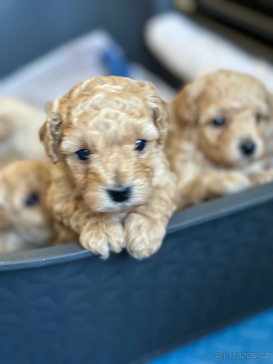 Maltipoo F 1 - 3