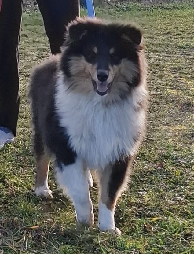 dlouhosrsté kolie s PP - Poslední volný pejsek - 3