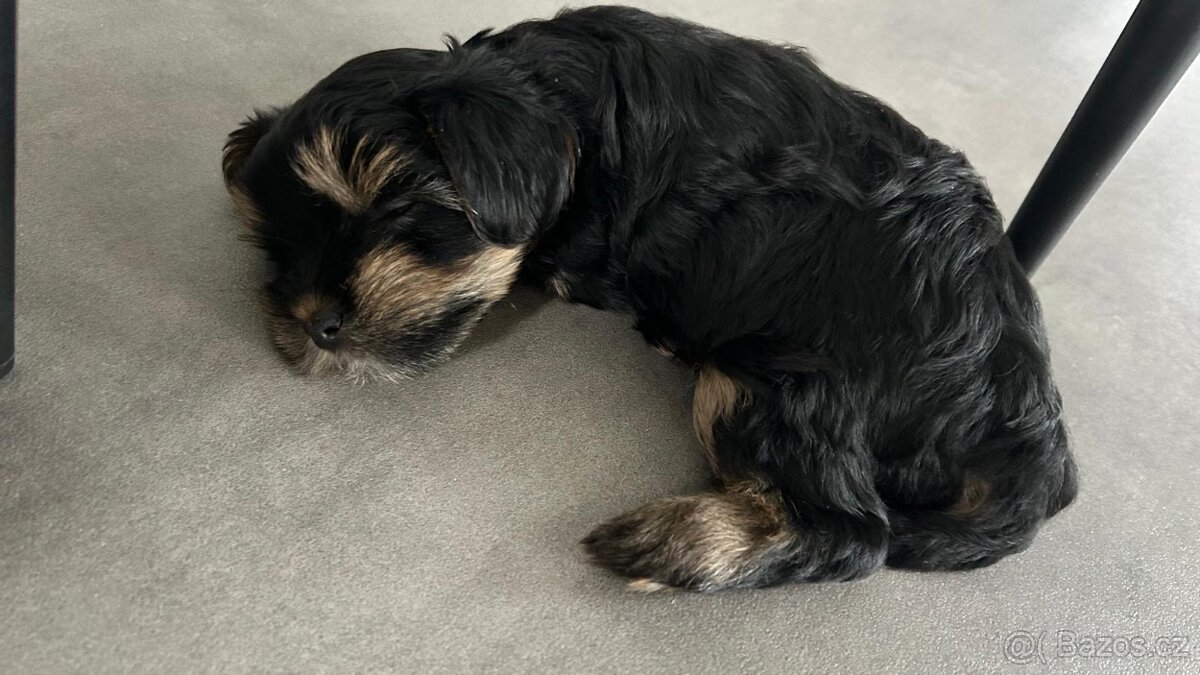 Biewer jorkširský teriér - 3