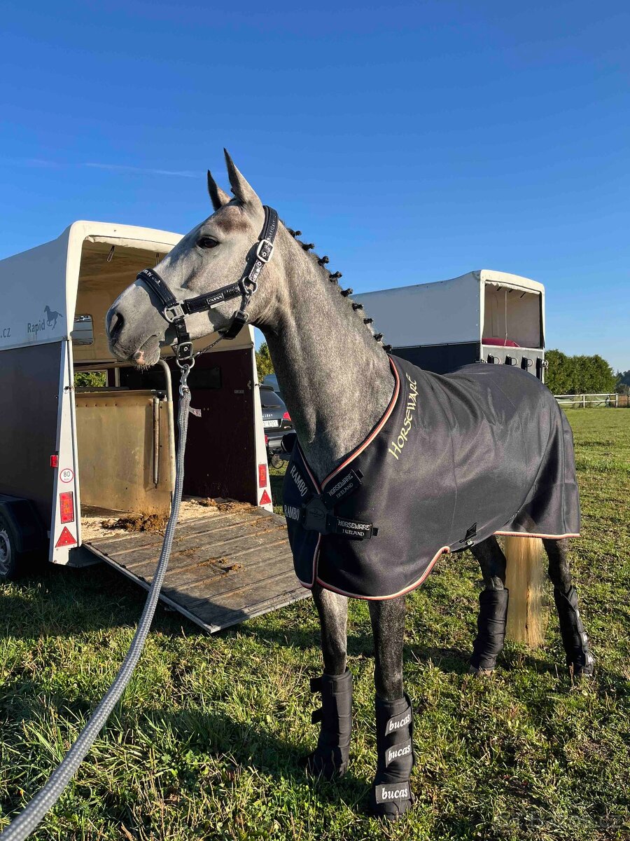 6ti letá klisna po Heartbreak - 3