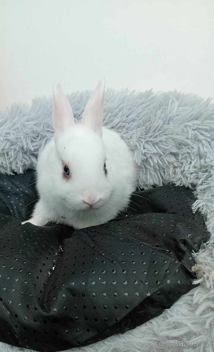 Zakrslý králíček I4 - 3
