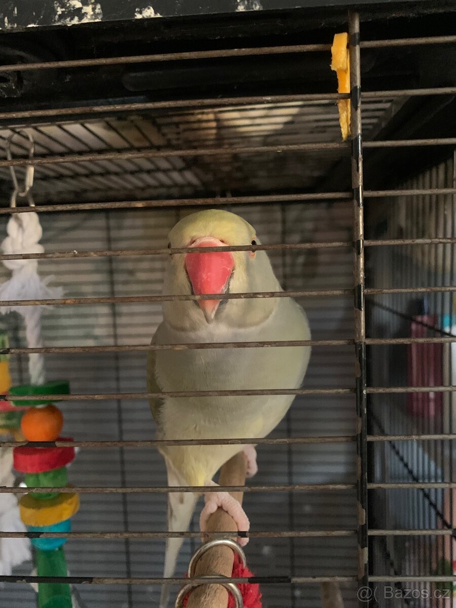 Alexandr malý samička - 3