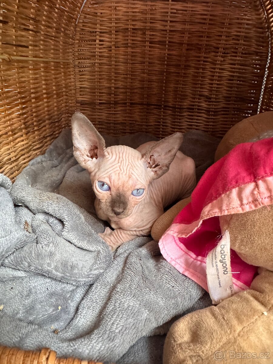 Kanadský sphynx hledá domov 💗 - 3