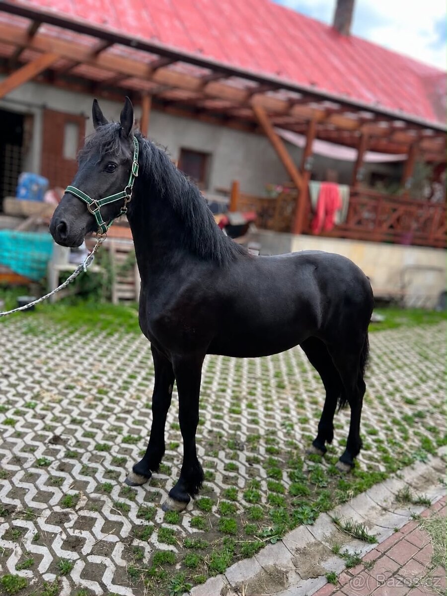 Barock Pinto klisna 2024 - 3