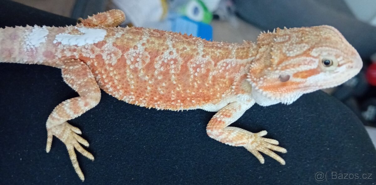 Agama Vousata sameček - 3