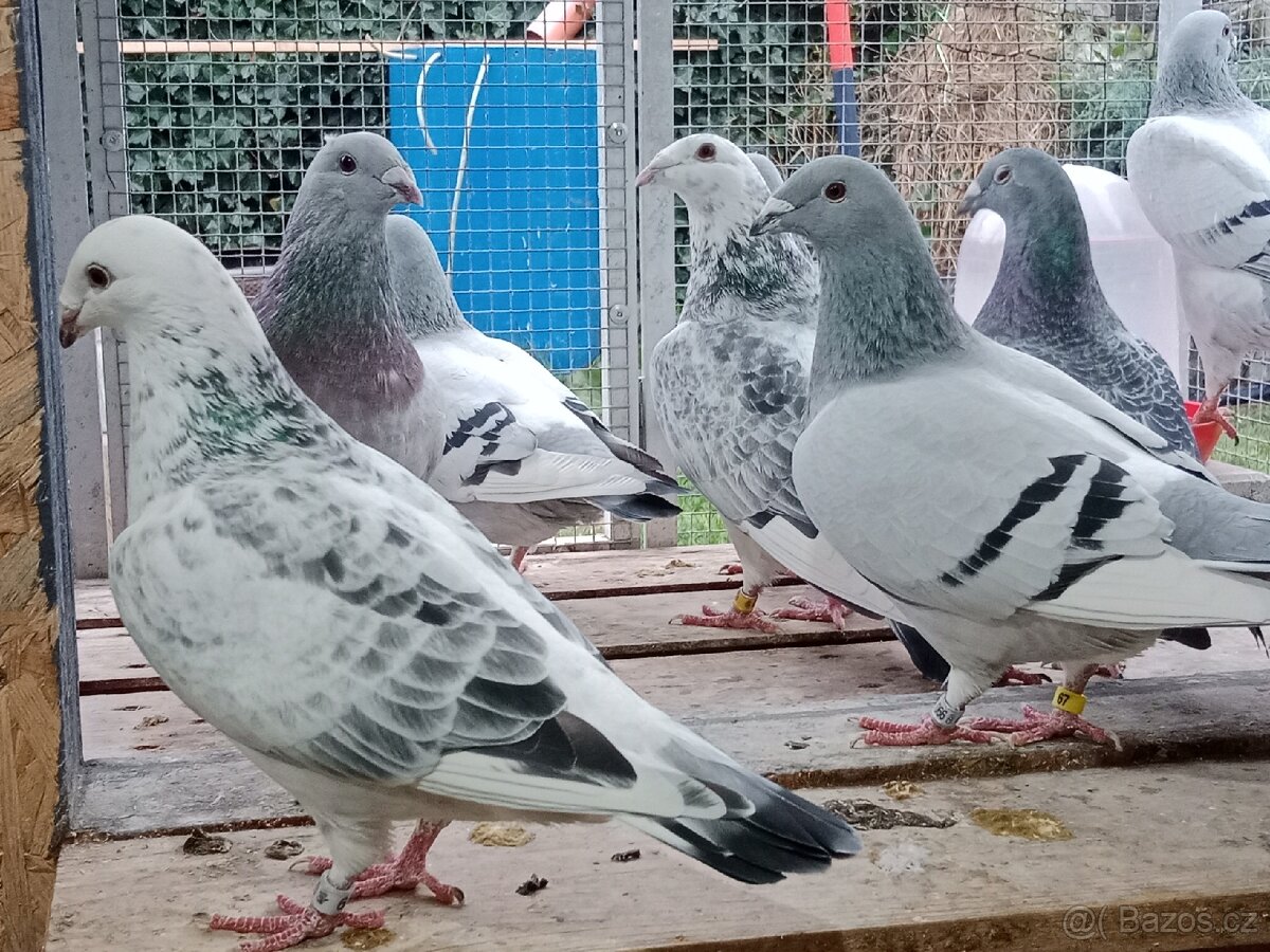 Poštovní holub standart - 3