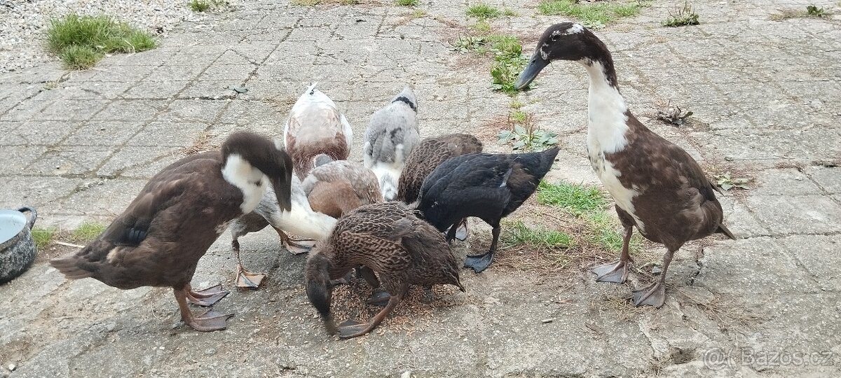 Indický běžec - 3