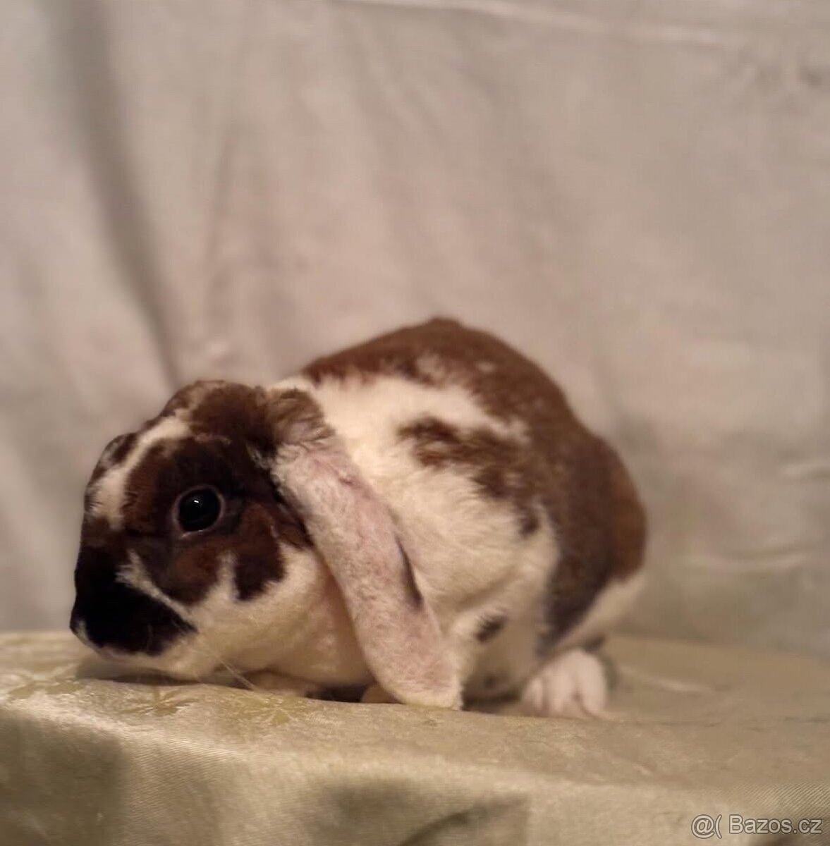 Zakrslý rex beran - Tweety - 3