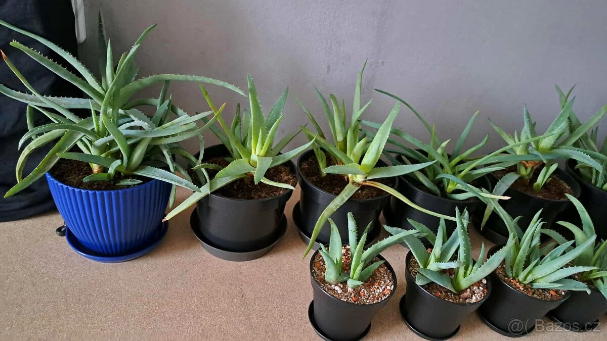 Pravá Aloe Vera - vhodná i jako dárek - 3