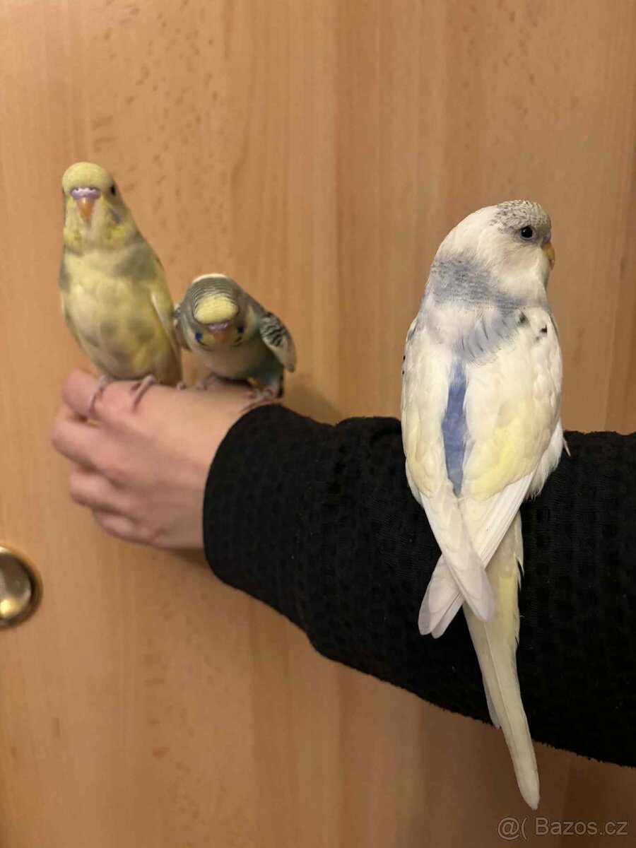 Prodám mladé andulky po vylétnutí z budky - 3