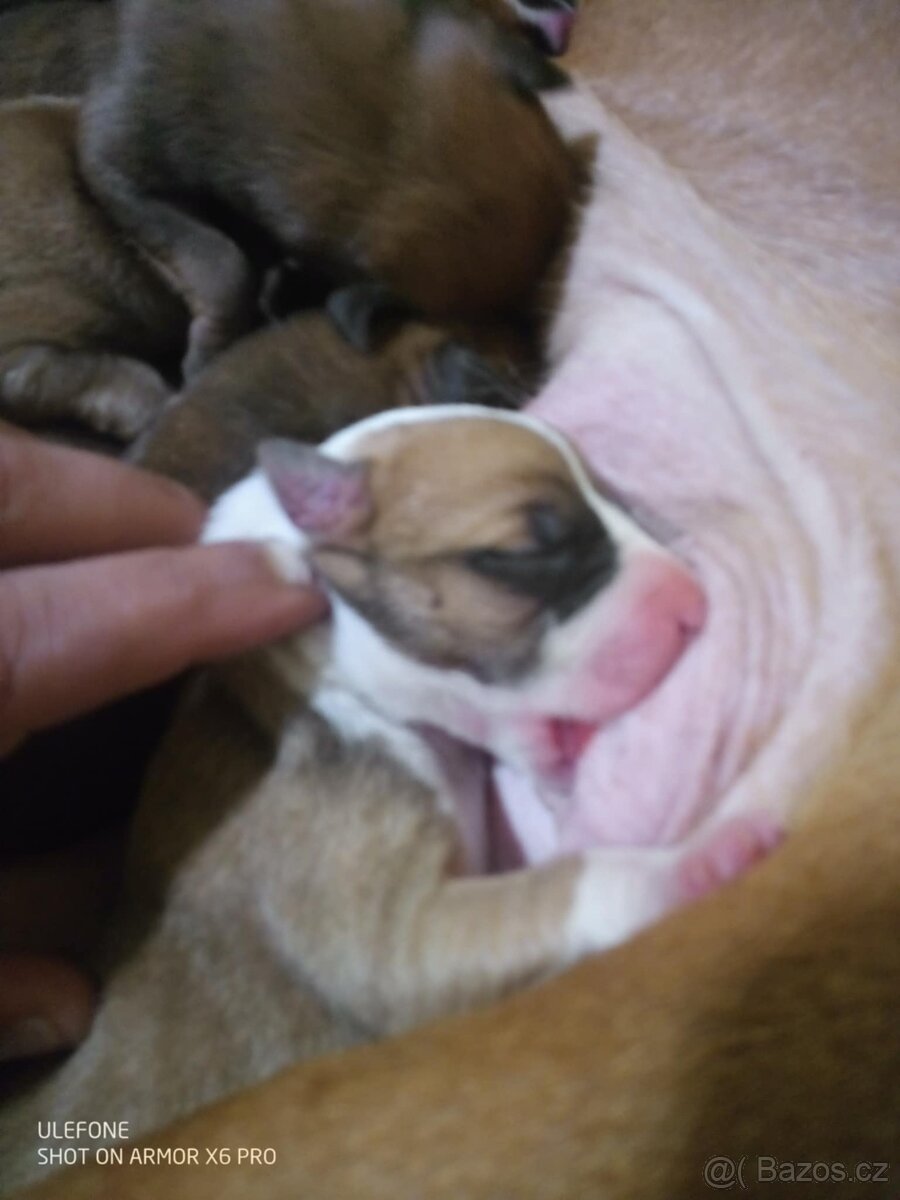 Americký stafordšírský teriér - 3