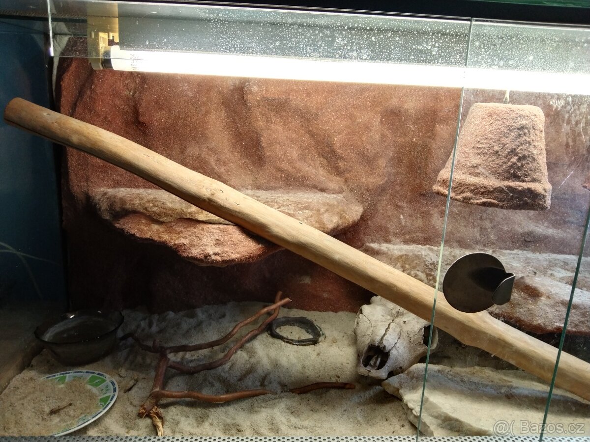 Prodám agamu s terárkem - 3