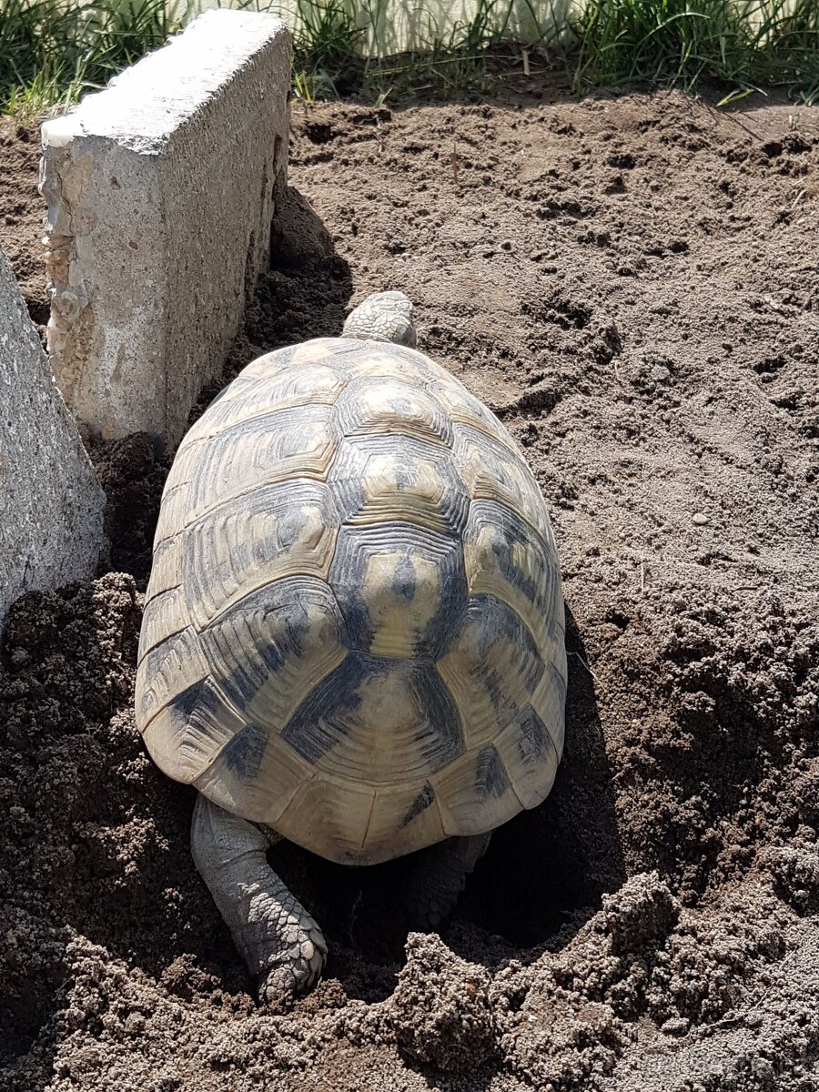 Suchozemské želvy - vlastní odchovy - 3