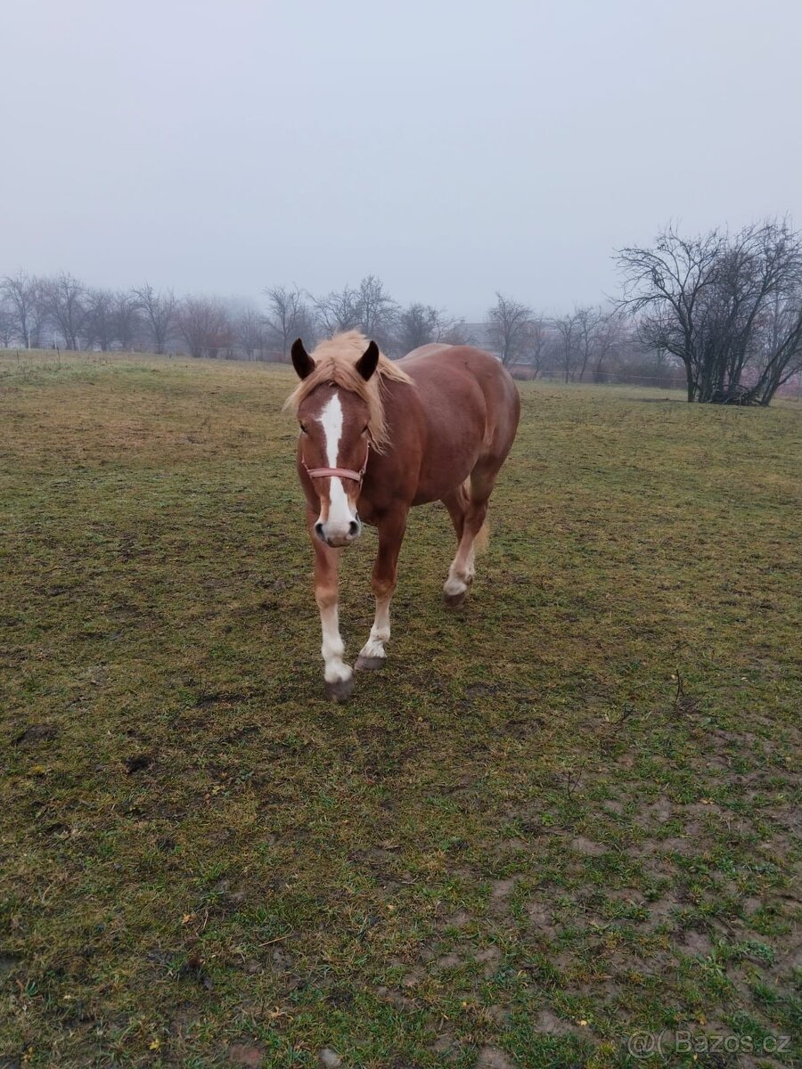 Slezský norik - kobylka - 3
