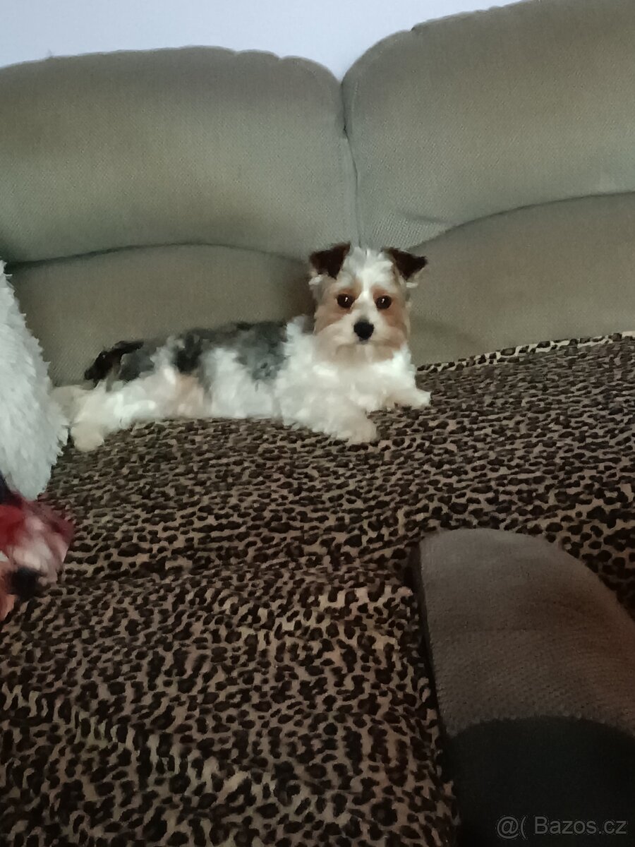 Nabízím pejska ke krytí - 3