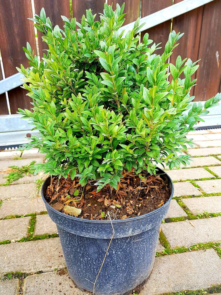 Buxusy, Buxus, Zimostráz, keře - 3
