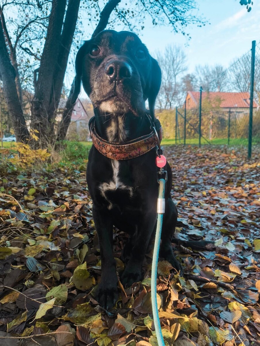 Daruji psa Míšu - 3