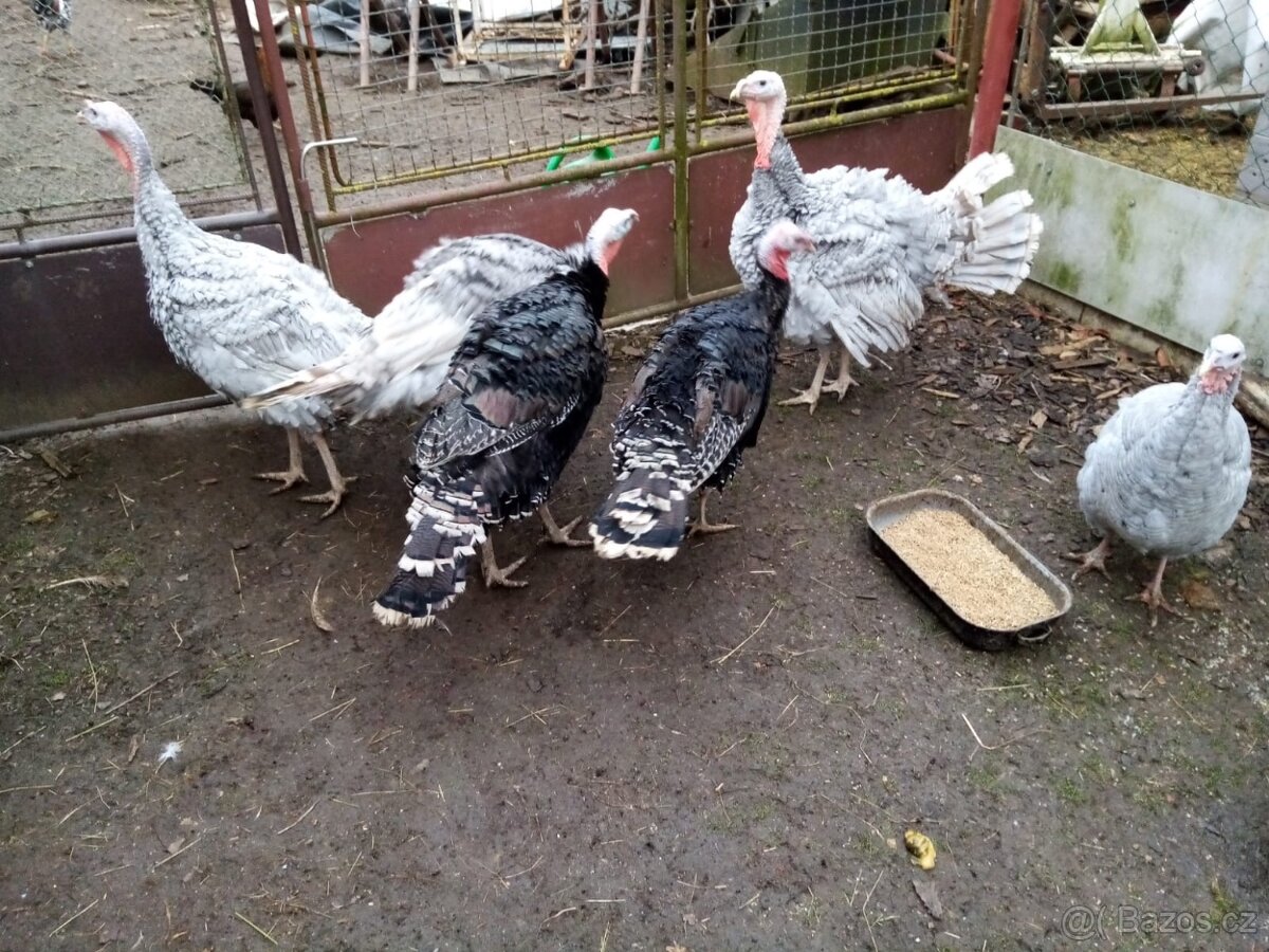 Krůta bronzová - 3