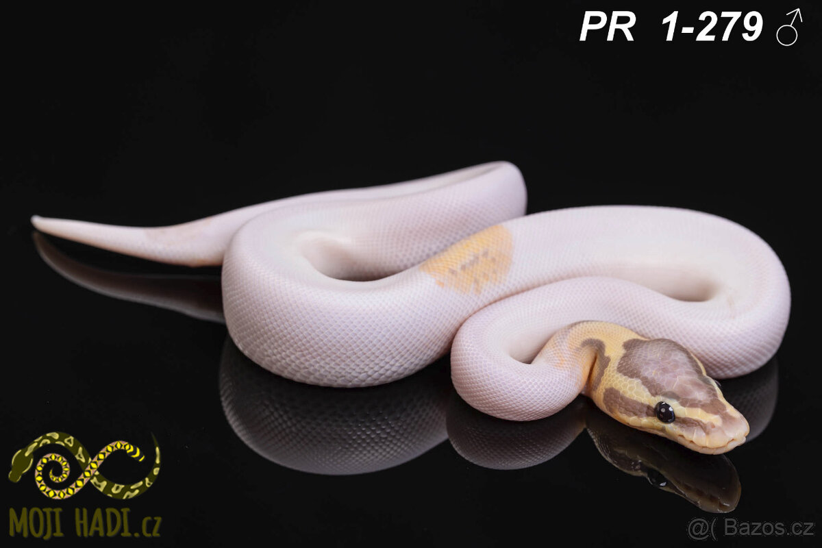 Python regius - Krajta královská - 3