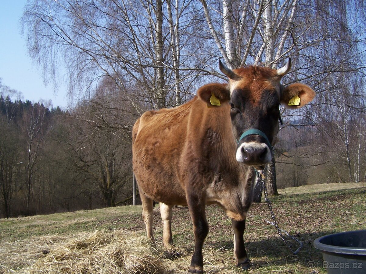 Kráva 100% Jersey - 3