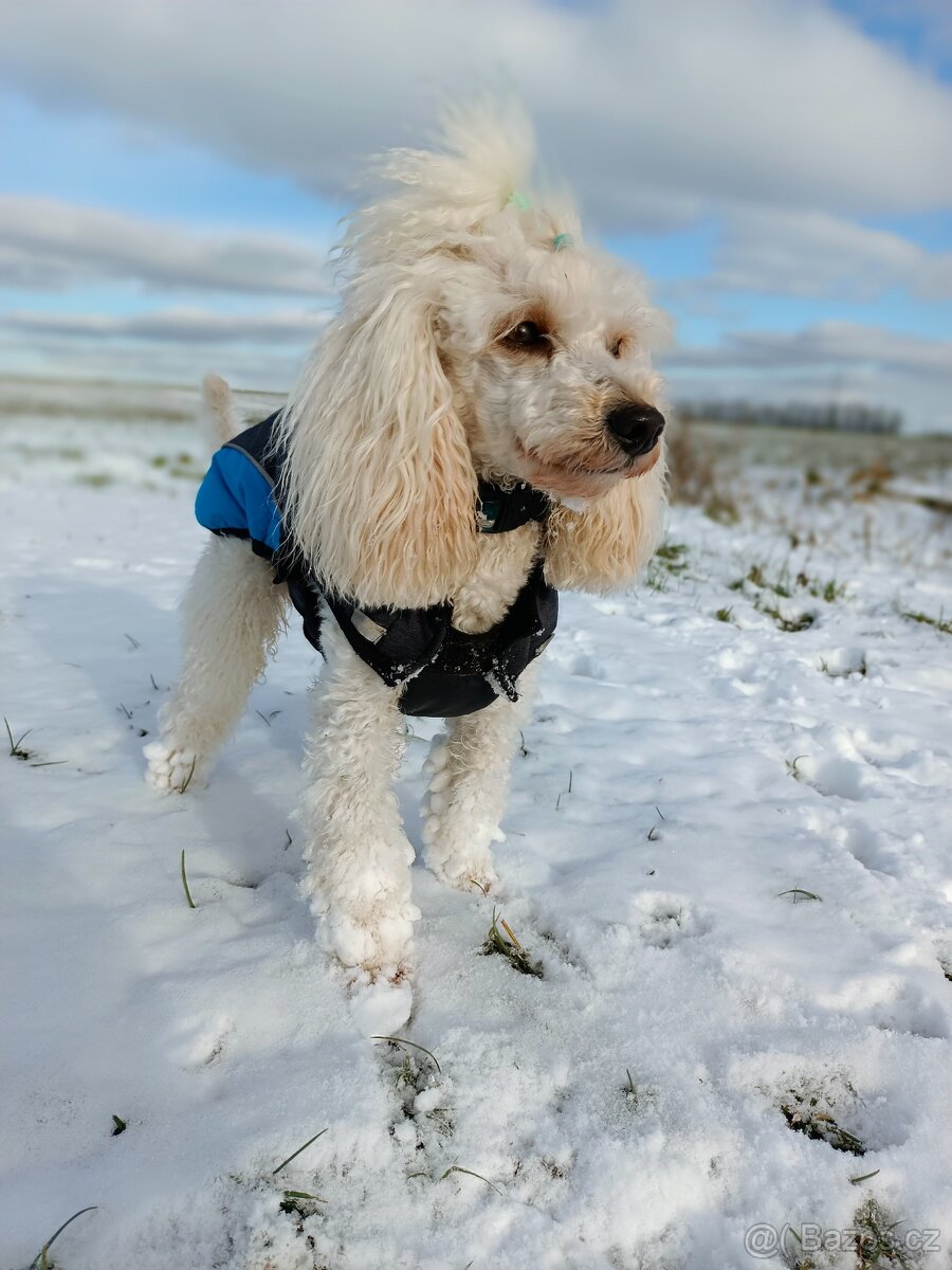 Pudl trpasličí - 3