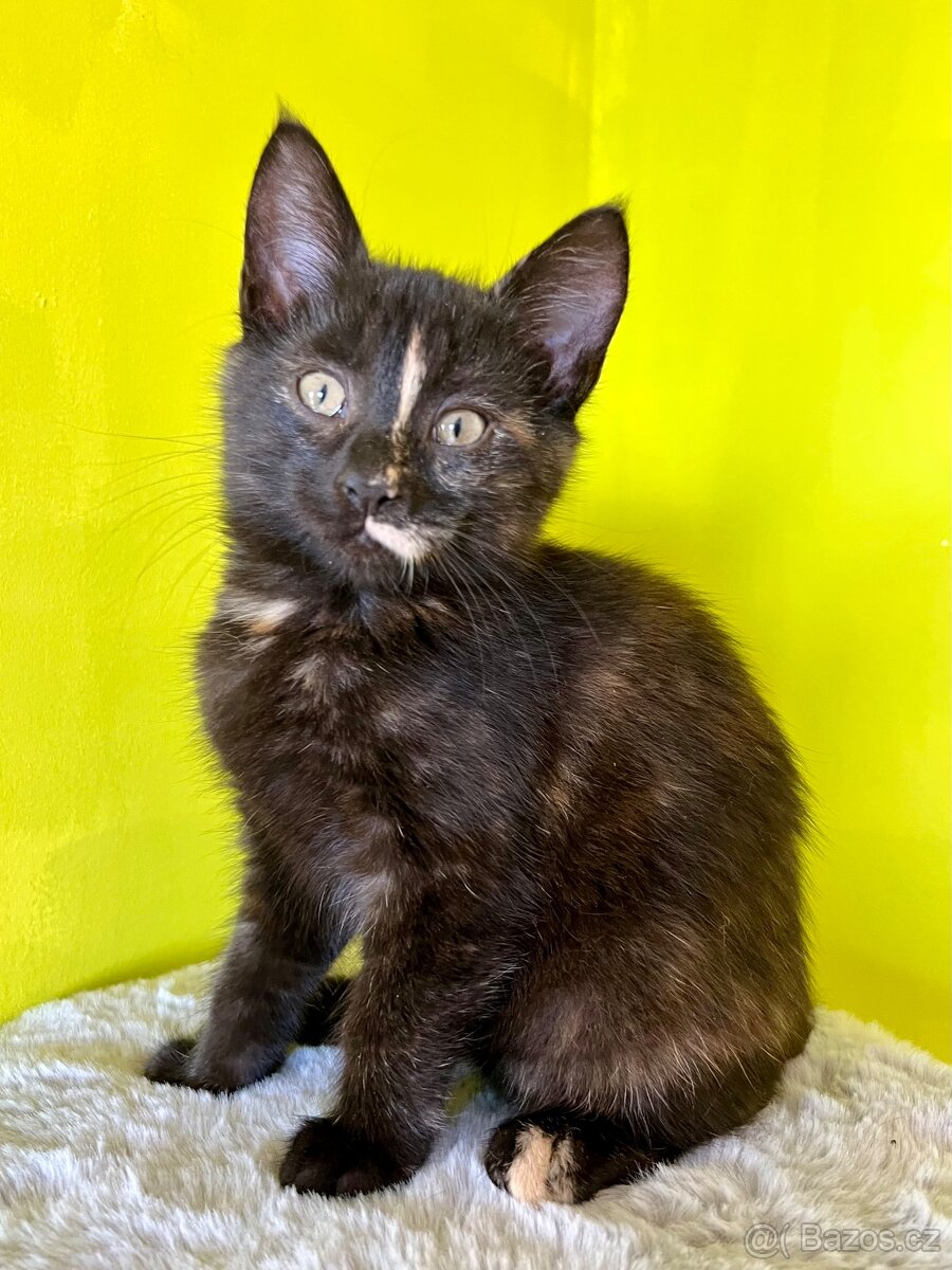 Mainská křížená koťátka - 3